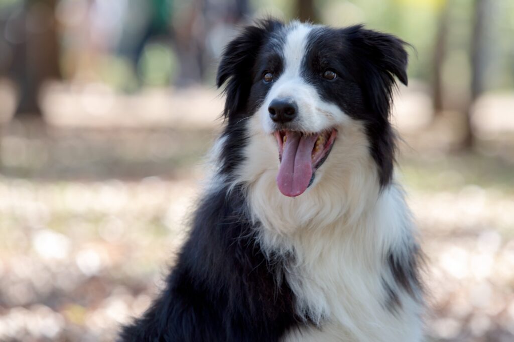 ¿Ya vacunaste a tu perro contra la rabia? La importancia de vacunarlo anualmente