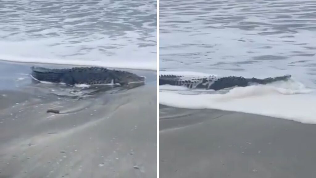 Alertan por presencia de cocodrilos en playas de Oaxaca