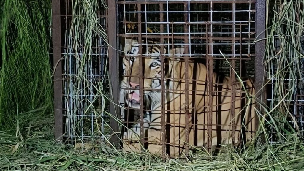 Capturan a tigre que escapó de zoológico en Reynosa