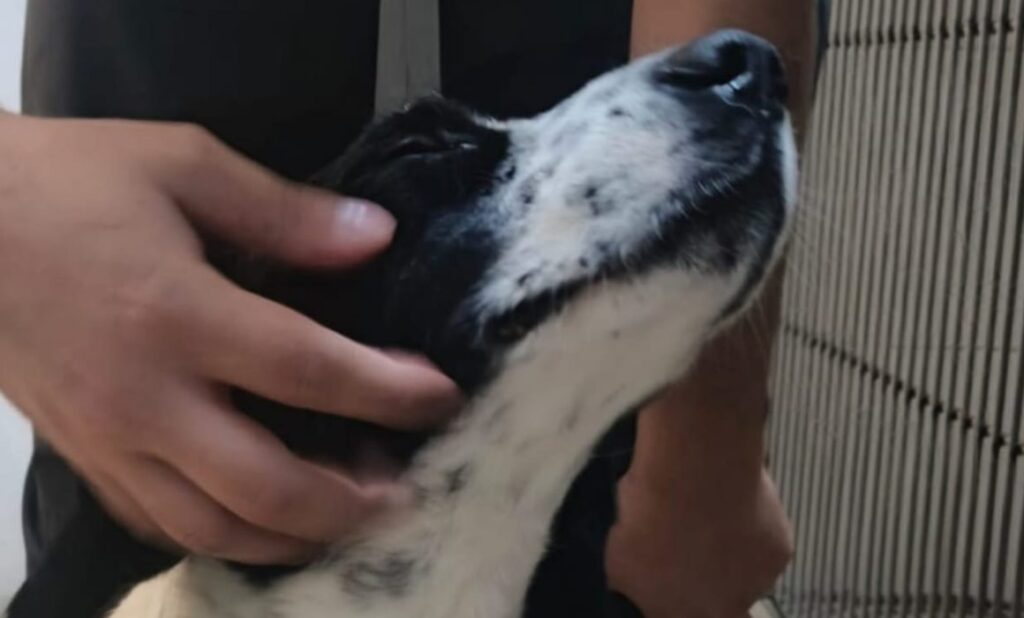 Rescatan más de 300 animales en operativo masivo por crueldad en Lake Hughes