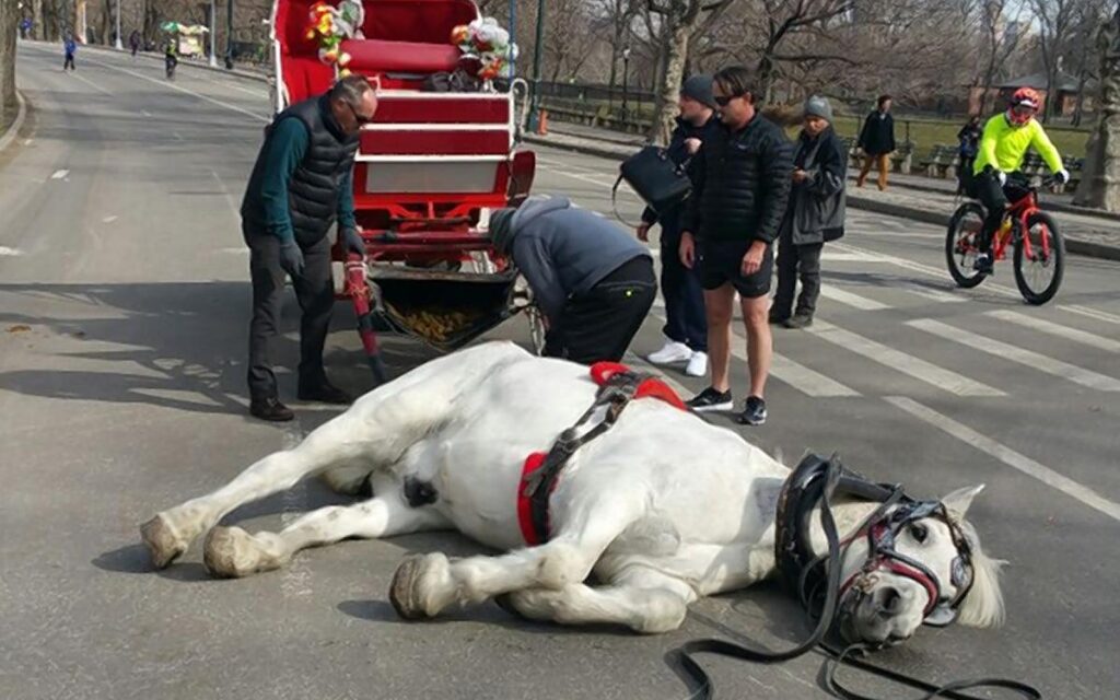 Suspenden paseos en carruajes en Central Park tras muerte de turista