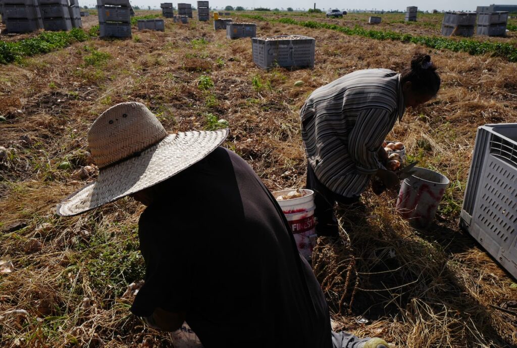 Vinculan alta incidencia de Parkinson en el Valle del Río Grande con exposición a pesticidas