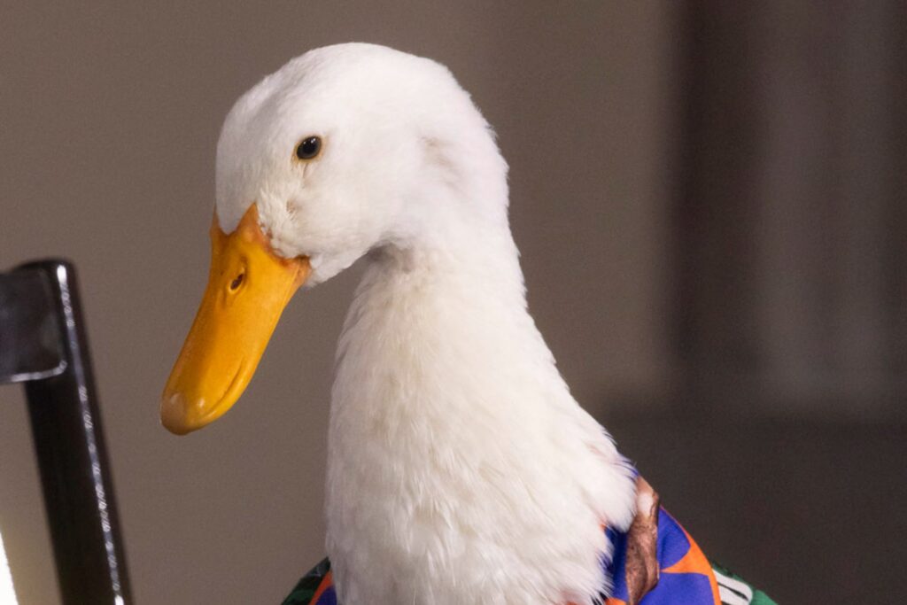 Intentan registrar marca del pato Merlín sin consentimiento de sus dueños