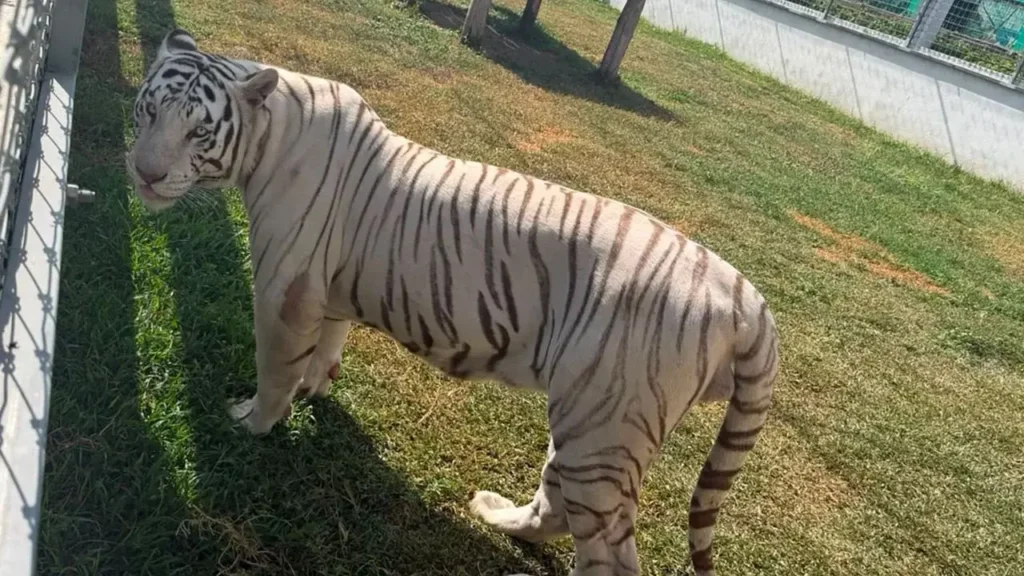Aseguran 135 animales exóticos, incluidos tigres y un ligre, en cateos por huachicol en Tamaulipas