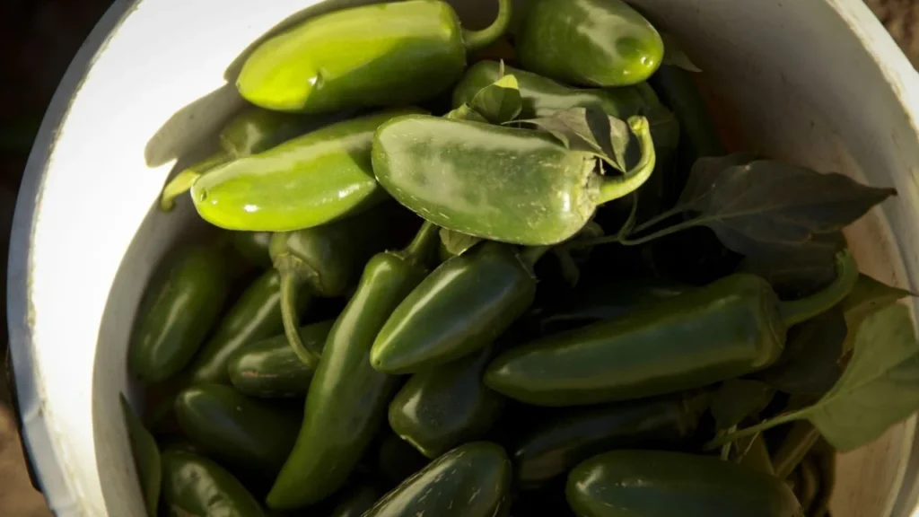 CDC investigan brote de salmonela en EE.UU. vinculado a jalapeños de Sinaloa
